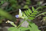 Vicia laeta Ces.