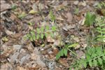 Vicia laeta Ces.