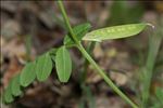 Vicia laeta Ces.