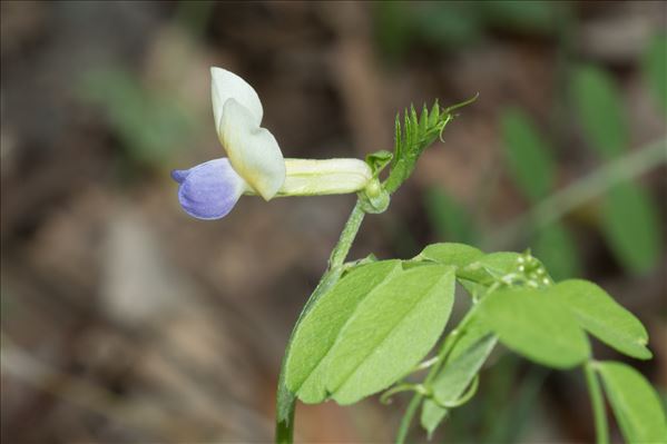 Vicia laeta Ces.