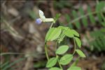 Vicia laeta Ces.