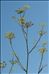 Foeniculum vulgare subsp. piperitum (Ucria) Bég.