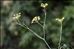 Foeniculum vulgare subsp. piperitum (Ucria) Bég.