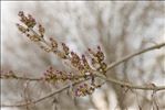 Fraxinus angustifolia Vahl