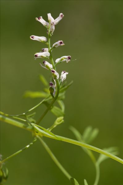 Fumaria vaillantii Loisel.