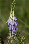 Galega officinalis L.