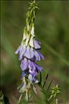 Galega officinalis L.