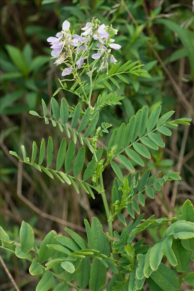 Galega officinalis L.