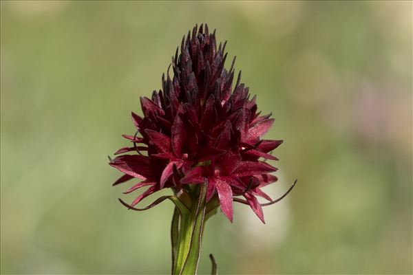Gymnadenia nigra subsp. rhellicani (Teppner & E.Klein) J.M.Tison