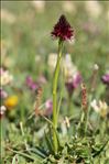 Gymnadenia nigra subsp. rhellicani (Teppner & E.Klein) J.M.Tison