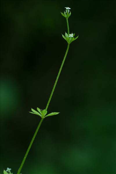 Galium aparine subsp. aparinella (Lange) Jauzein