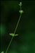 Galium aparine subsp. spurium (L.) Hartm.