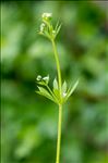 Galium aparine subsp. aparinella (Lange) Jauzein