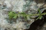 Galium murale (L.) All.