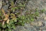Galium murale (L.) All.