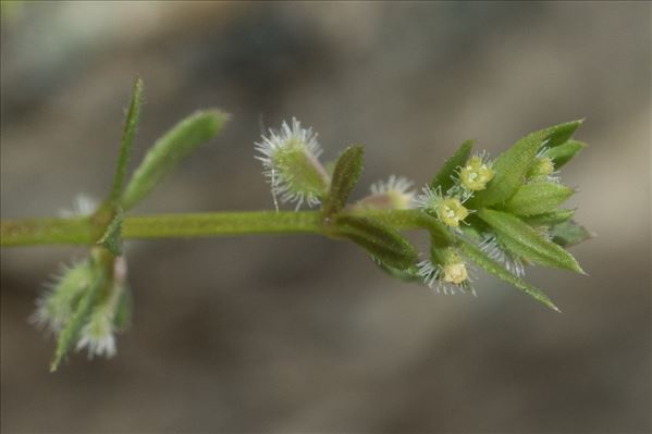 Galium murale (L.) All.