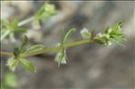 Galium murale (L.) All.