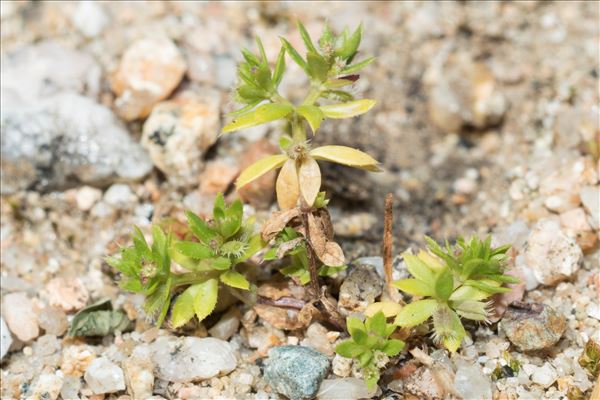 Galium murale (L.) All.