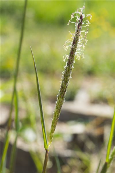 Alopecurus myosuroides Huds.