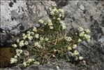 Galium pusillum L.