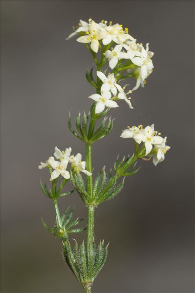 Galium pusillum L.