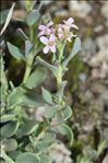 Aethionema thomasianum J.Gay