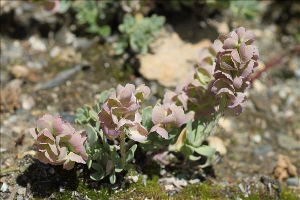 Aethionema thomasianum J.Gay