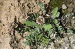 Aethionema thomasianum J.Gay
