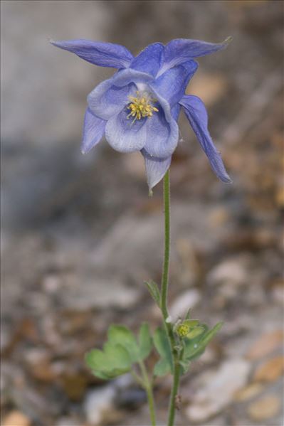 Aquilegia viscosa Gouan