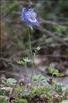 Aquilegia viscosa Gouan