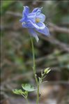 Aquilegia viscosa Gouan