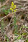 Galium verum subsp. wirtgenii (F.W.Schultz) Oborny
