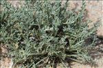 Artemisia caerulescens subsp. densiflora (Viv.) Gamisans ex Kerguélen & Lambinon