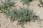 Artemisia caerulescens subsp. densiflora (Viv.) Gamisans ex Kerguélen & Lambinon