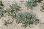 Artemisia caerulescens subsp. densiflora (Viv.) Gamisans ex Kerguélen & Lambinon