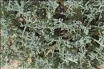 Artemisia caerulescens L.