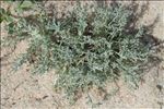Artemisia caerulescens subsp. densiflora (Viv.) Gamisans ex Kerguélen & Lambinon