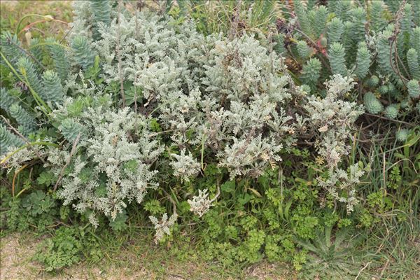 Artemisia caerulescens subsp. densiflora (Viv.) Gamisans ex Kerguélen & Lambinon