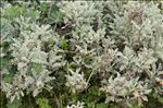 Artemisia caerulescens subsp. densiflora (Viv.) Gamisans ex Kerguélen & Lambinon