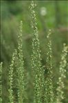Artemisia molinieri Quézel, M.Barbero & R.J.Loisel