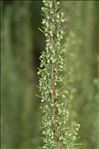 Artemisia molinieri Quézel, M.Barbero & R.J.Loisel