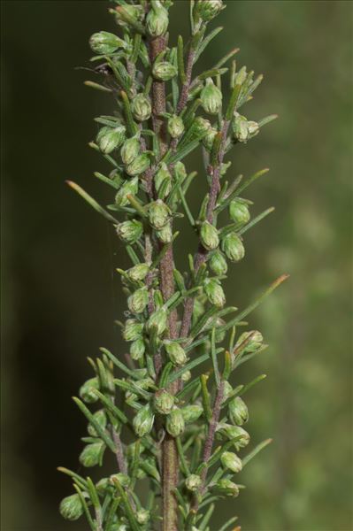 Artemisia molinieri Quézel, M.Barbero & R.J.Loisel