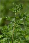 Artemisia molinieri Quézel, M.Barbero & R.J.Loisel