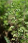 Artemisia molinieri Quézel, M.Barbero & R.J.Loisel