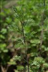 Artemisia molinieri Quézel, M.Barbero & R.J.Loisel