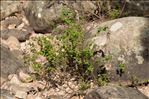 Hypericum hircinum L. subsp. hircinum