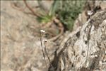 Petrorhagia saxifraga subsp. gasparrinii (Guss.) Greuter & Burdet