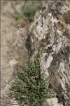 Petrorhagia saxifraga subsp. gasparrinii (Guss.) Greuter & Burdet