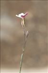 Petrorhagia saxifraga subsp. gasparrinii (Guss.) Greuter & Burdet