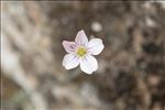 Petrorhagia saxifraga subsp. gasparrinii (Guss.) Greuter & Burdet